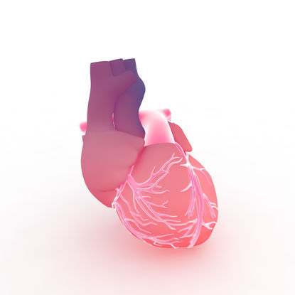 Heart 3d model