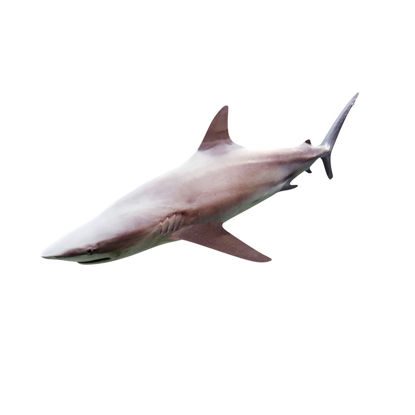 Köpekbalığı 3d modeli