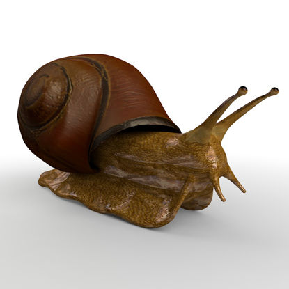 Mollusc Snail 3d Model