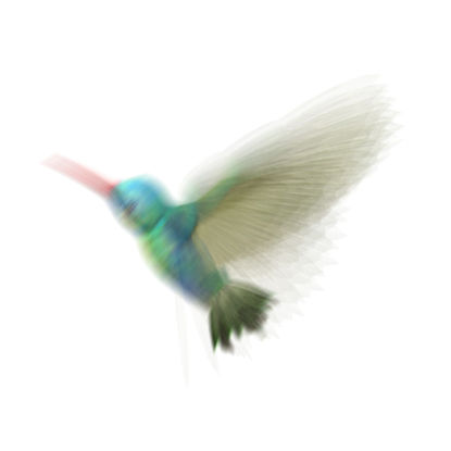 Hummingbird 3d model with animation
