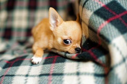 Chihuahua sur la feuille