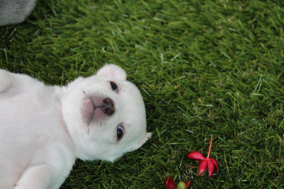 芝生の上のかわいい子犬