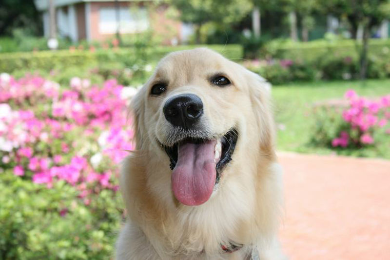 Golden Retriever Jardín de boca abierta Perro de mascota en el jardín