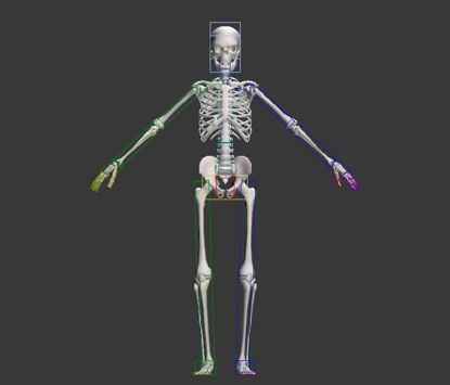Modelo de esqueleto humano de la anatomía de Rigged