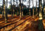 Trees In The Sunshine