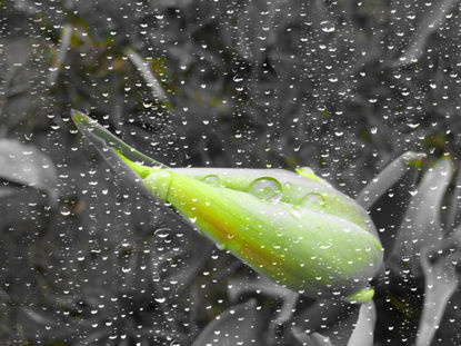 雨の中でグリーンチューリップバド
