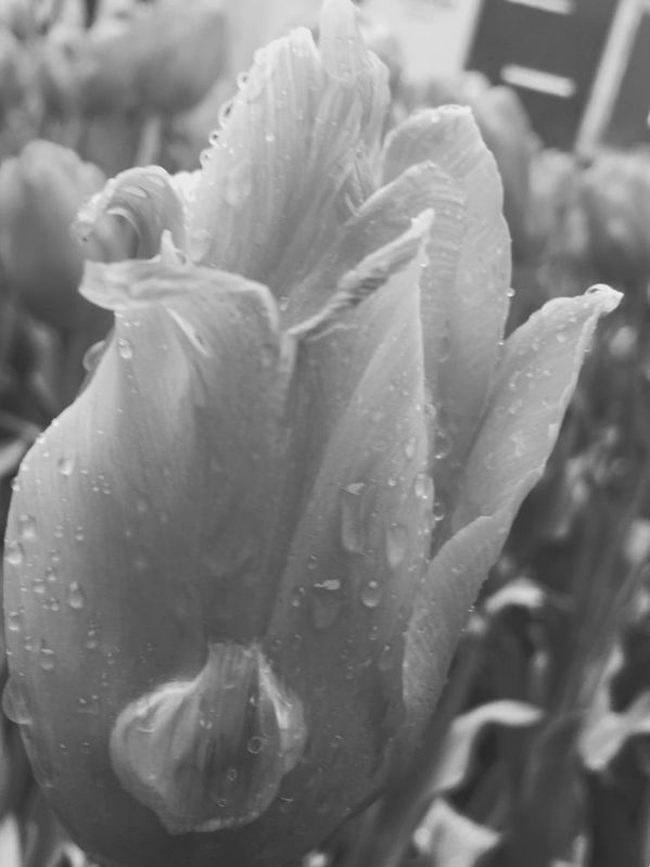 Tulipa com orvalho no tom cinzento