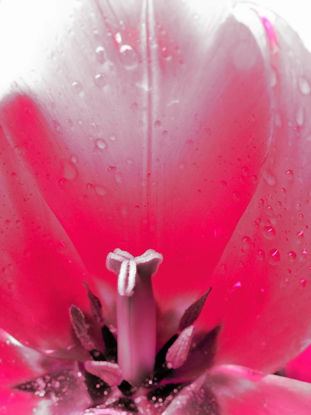 Tulip vermelho da estame da planta com orvalho