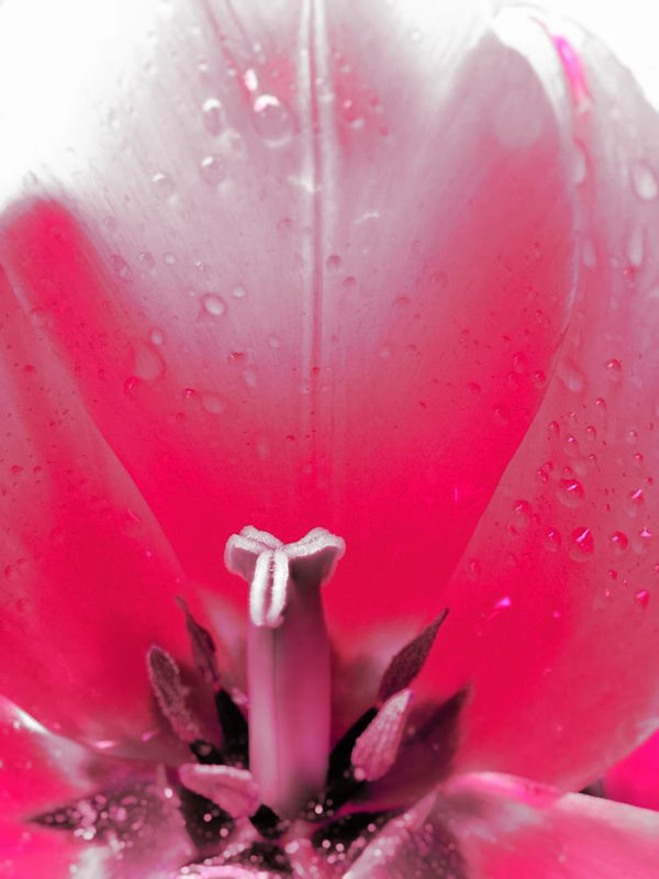 Flor roja del estambre del tulipán con rocío