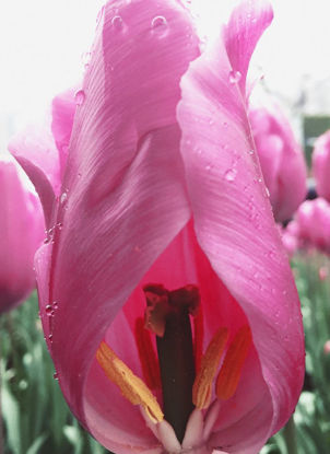 Červená tulipán s rosou