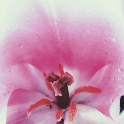 Pétalo del estambre del tulipán rosado con rocío