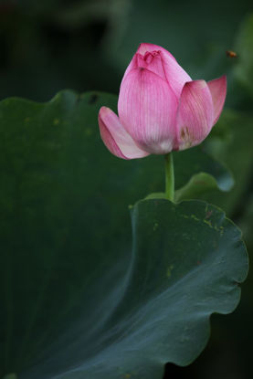 Lotus floreciente rosado
