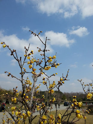 Sárga virágzó őszibarack Sanghajban