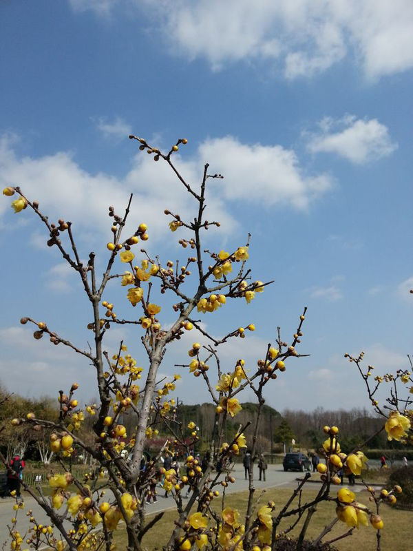 Amarillo Floración De Melocotón En Shanghai