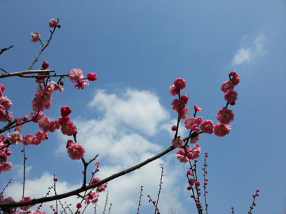 上海の赤い花の桃