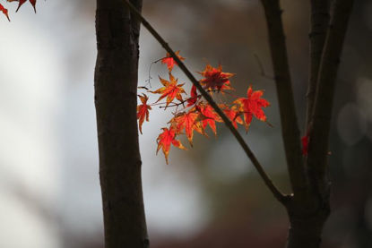 Vörös Maple Leaf