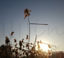 Ditch Reed In The Sun
