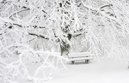 White Snowy Tree and bench photo