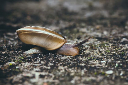 Snail Macroshot close-up