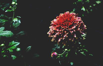 Crisantemo rojo floreciente