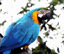 Macaw Parrot