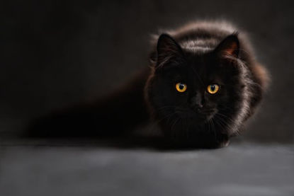 Black Cat In Dark