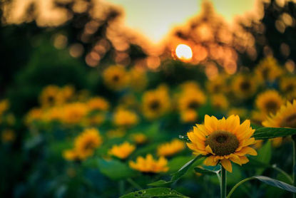 Sunflower Towards The Sun