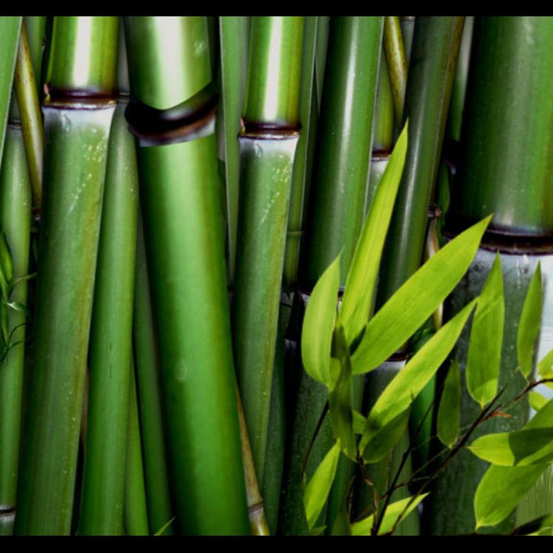 Mostra natural do sinal do lago de bambu