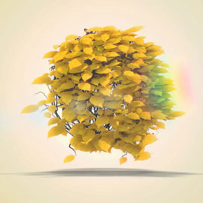 Leaf Growth Fly Animation-logo