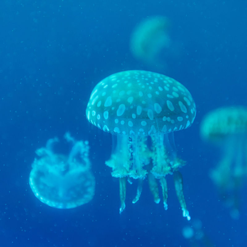 Jellyfish blue sea water