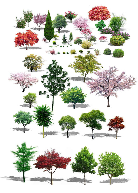 trees pictures transparent background