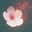 Cherry blossom 3d model