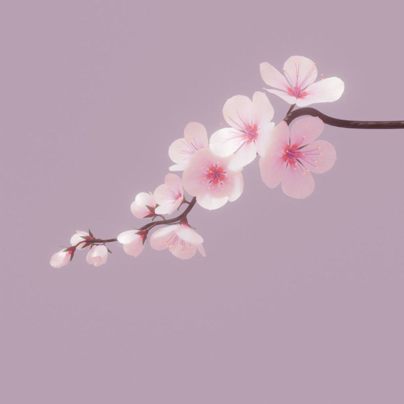 Cherry blossom branch 3d model and animation