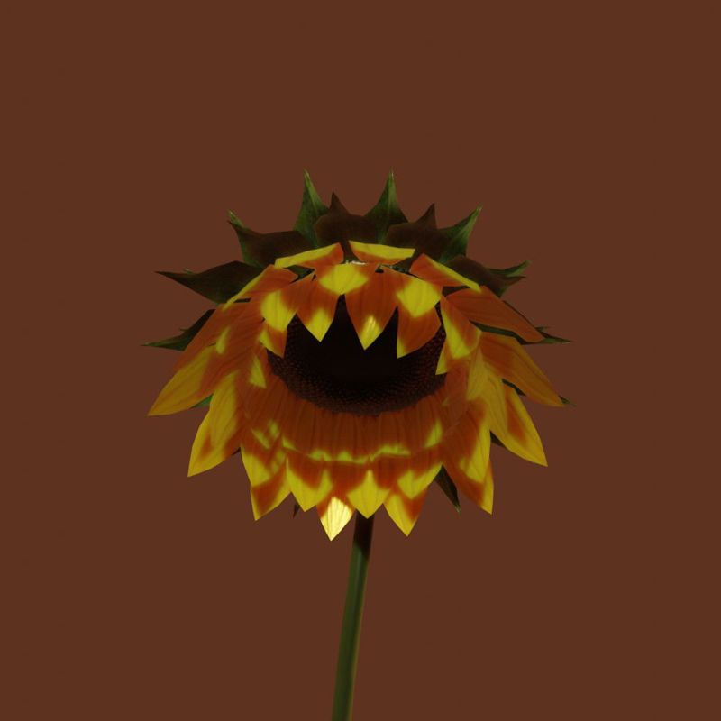 Sunflower 3d model