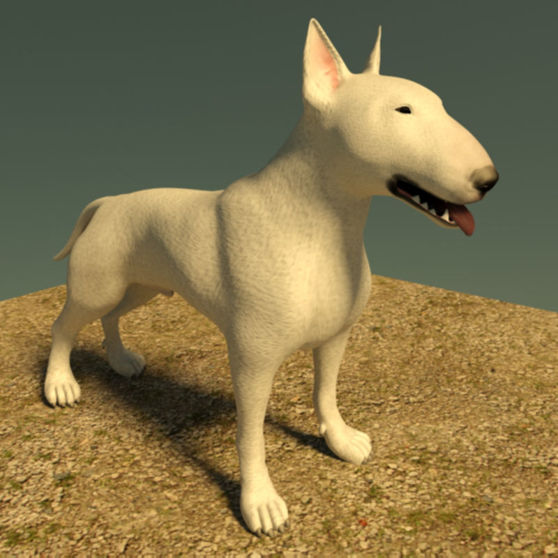 Bull terrier dog 3d model
