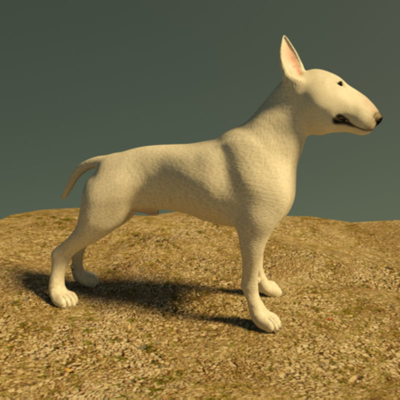 Bull terrier dog 3d model