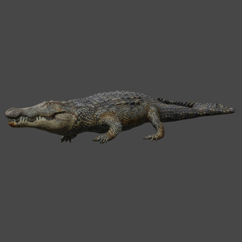 Aligator 3d model
