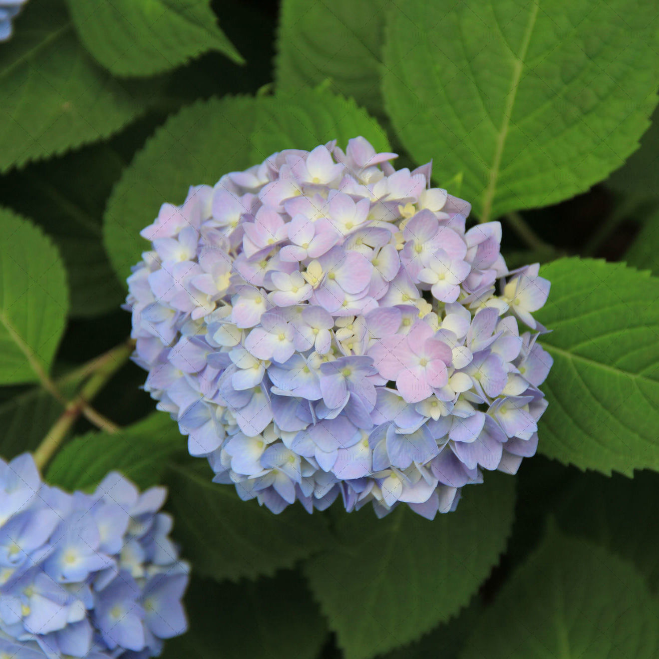 Fuchsia hydrangea flower