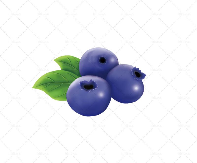 Blueberry illustration
