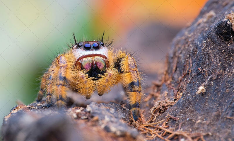 Salticidae jumping spider photography
