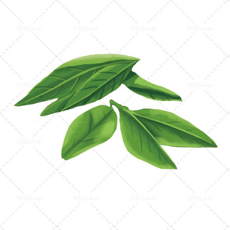 Tea leaves illustration