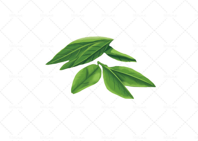 Tea leaves illustration