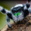 Jumping spider