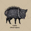 Collared Peccary illustration