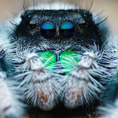 Spider close up macro photograph