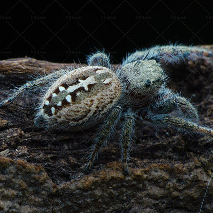Insect spider photograph