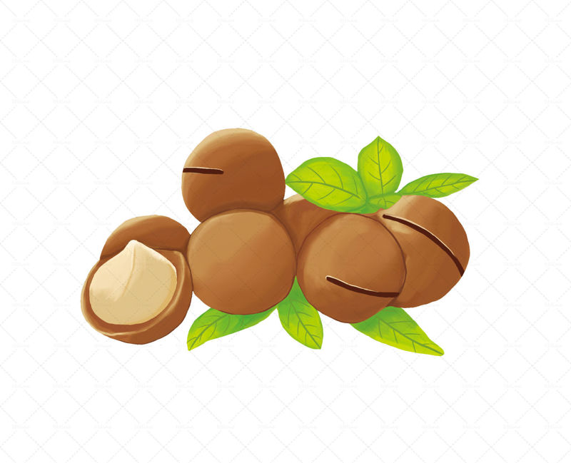 Macadamia nut illustration