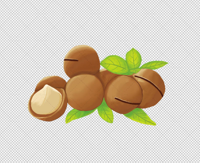 Macadamia nut illustration