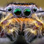 Spider eyes close up macro photo