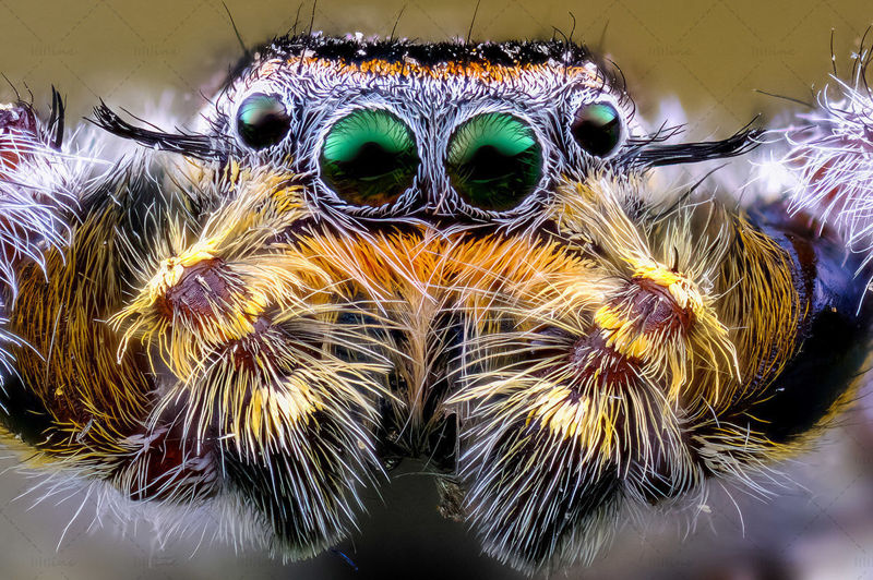Spider eyes close up macro photo